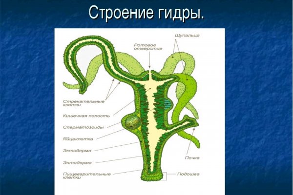 Где найти ссылку на кракен